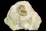 Ammonite Fossil - Boulemane, Morocco #122426-1